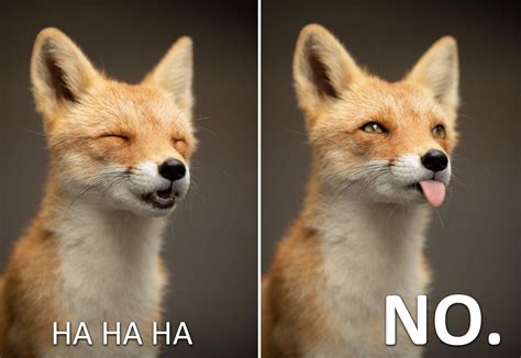 My First Fox Meme : EverythingFoxes