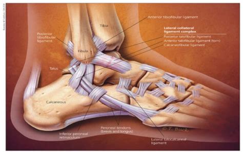 ATFL Tear Singapore | The Orthopaedic Centre