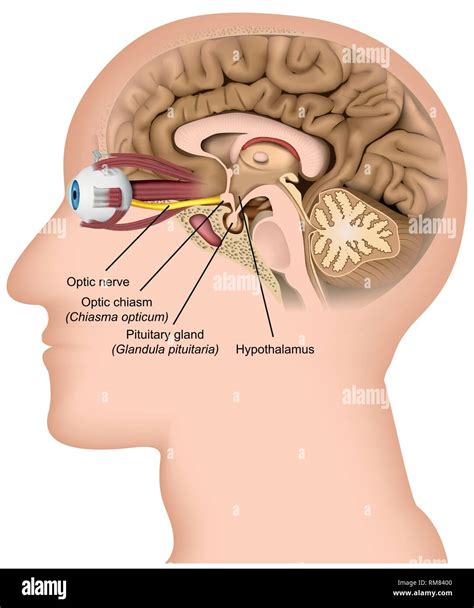 Optic nerve pathway hi-res stock photography and images - Alamy