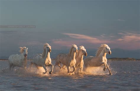 White horses at sunset, Camargue | Camargue horse, Horses, White horses