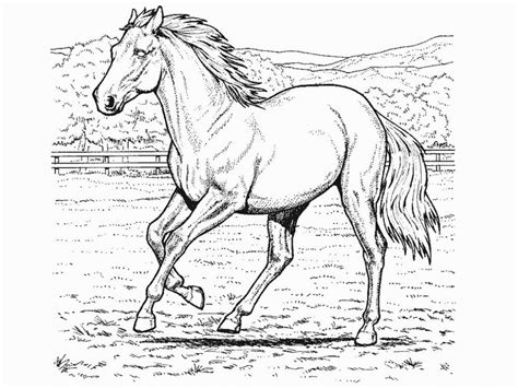 Free Horse Coloring Page, Download Free Horse Coloring Page png images ...