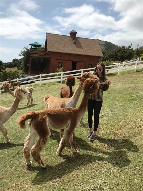 Visiting an alpaca farm. – On Another Coast