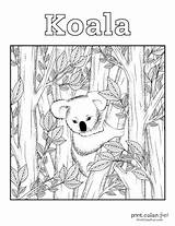 10 Free Cute Koala coloring pages At PrintColorFuncom sketch template