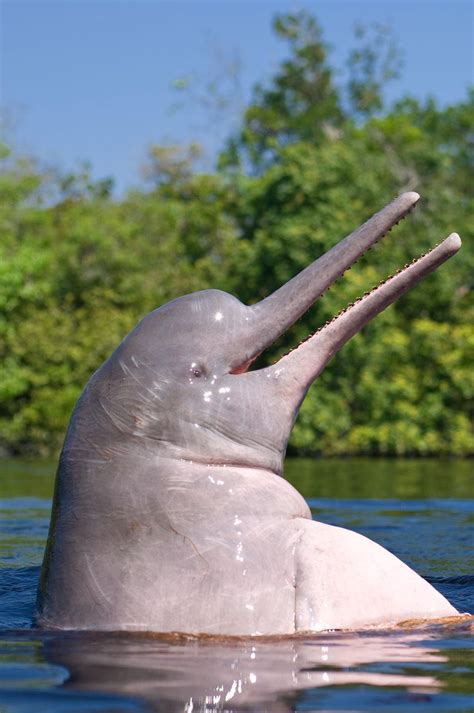 🔥 Pink river or Amazon river dolphins are the largest species of river dolphin. As Amazonian ...