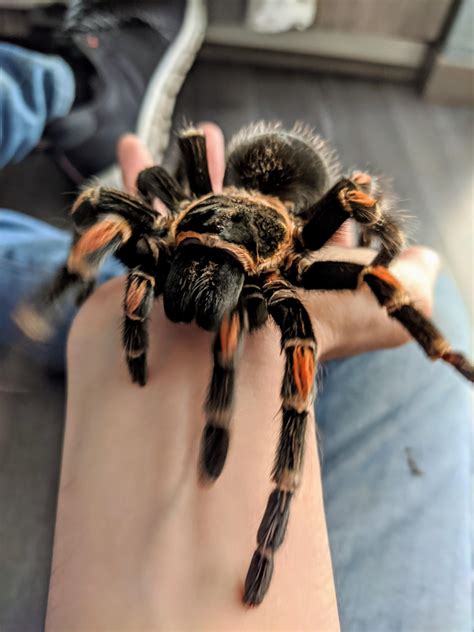 Meet my new female B. auratum. Name suggestions are welcome! : r/tarantulas