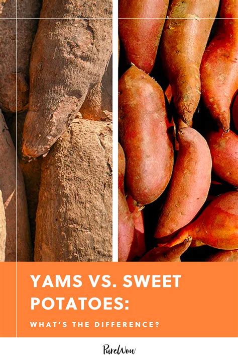 Yams vs. sweet potatoes: Are they the same? The answer is no. In fact, if you’re from the U.S ...