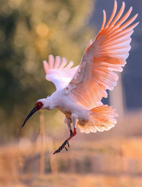 Conservation Endeavors: Saving the Stunning Crested Ibis from Extinction