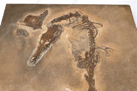 Pterosaur fossil - Stock Image - C023/6608 - Science Photo Library