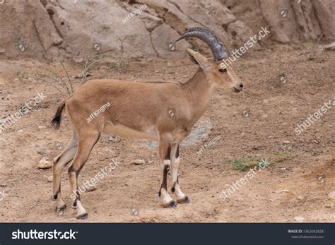 96 Nubian Ibex Baby Images, Stock Photos & Vectors | Shutterstock