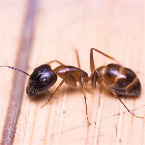 Banded Sugar Ants in Australia - Lyfecycle, Facts, Habbits