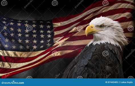 American Bald Eagle with Flag. Stock Image - Image of nation, banner: 87445485