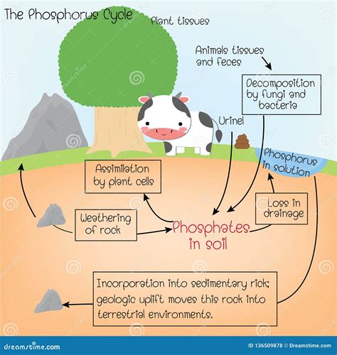 Phosphorus Cycle Worksheet