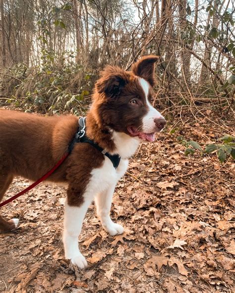 Boots the border aussie | Collie puppies, Border collie pups, Puppy's