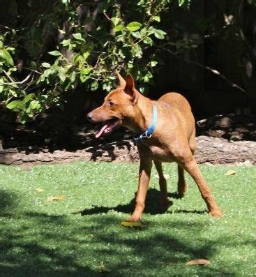 Pharaoh Hound Puppies For Sale | Los Angeles, CA #239002