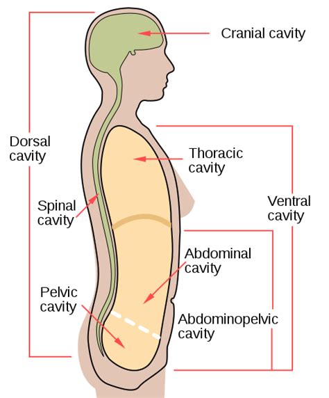 7.6 Human Body Cavities – Human Biology