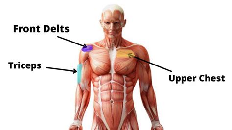 What Muscle Does Overhead Press Work?