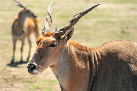 African Antelope Names