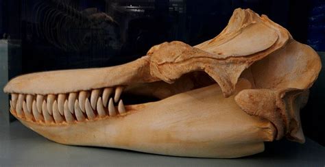 A skeletal head of a Killer Whale (Orca) at Museum Koenig, Bonn ...