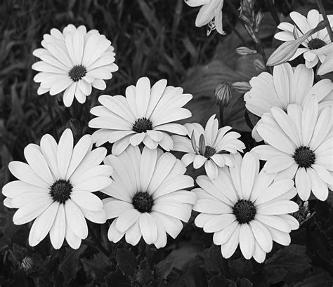 Black And White Daisy Garden Photograph by Tony Grider