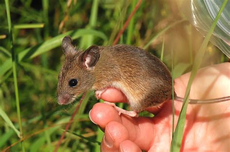 Harvest Mice in the Marsh - East Keswick Wildlife Trust