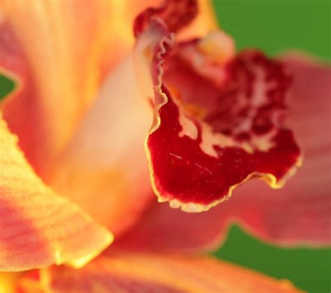 Premium Photo | Pink orchid close up