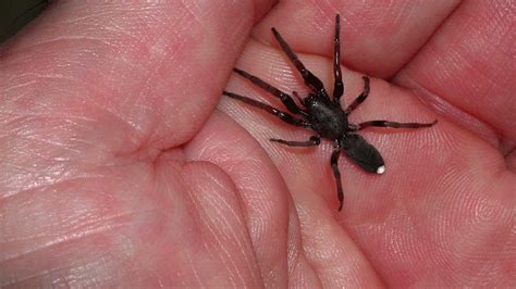 How Bad Are White-Tailed Spider Bites, Really?