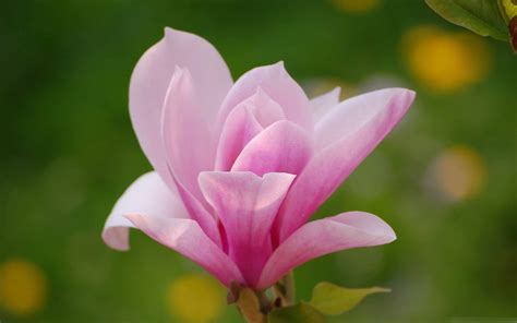 Pink Magnolia Flower Mac Wallpaper Download | AllMacWallpaper