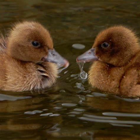 Khaki Campbell Ducklings | Annie Hall's Poultry