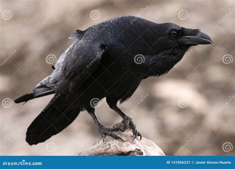 Raven - Corvus Corax, and Social Behavior Stock Image - Image of ...