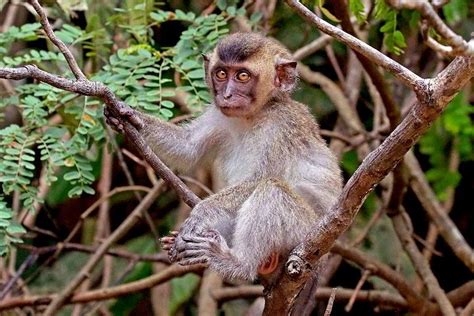 Endangered species listing of long-tailed macaques: 'shocking, painful ...