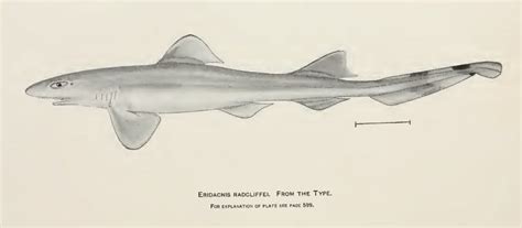 Eridacnis radcliffei | Shark-References