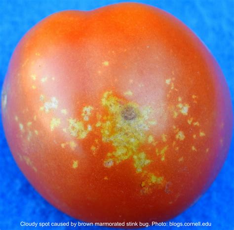 Causes White Spots In Tomatoes