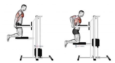 Assisted Chest Dips (Kneeling) - Home Gym Review