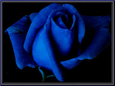 blue_rose | a Photoexperiment with PSP XI | elbfoto | Flickr