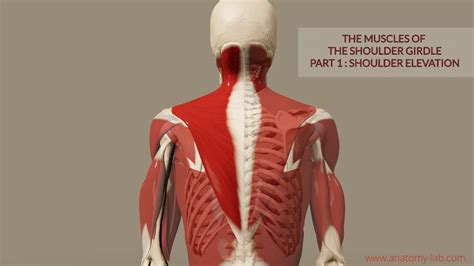 Muscles of the Shoulder Girdle 1- Part: Shoulder Elevation (3D Anatomy ...