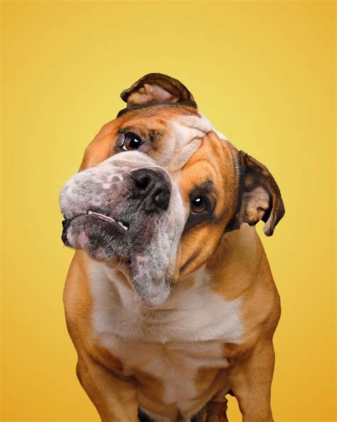 Dog Photos, Dog Pictures, Animals And Pets, Funny Animals, Bulldog Clipart, Dog Marketing, Doog ...
