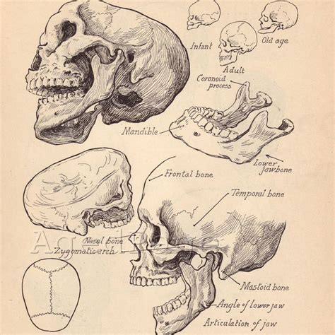 Vintage Anatomy Print, Antique Artistic Human Anatomy Chart, Book Illustrations, 1930s Prints to ...