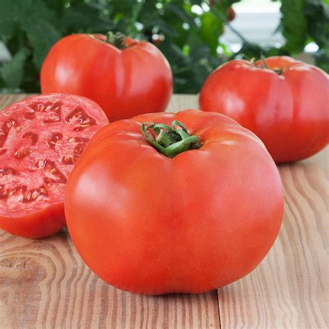 Bonnie Plants 19 oz. Debut Hybrid Tomato Plant 0282 - The Home Depot