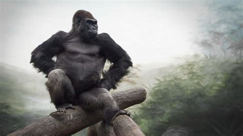 Gorillas Wallpapers - Wallpaper Cave