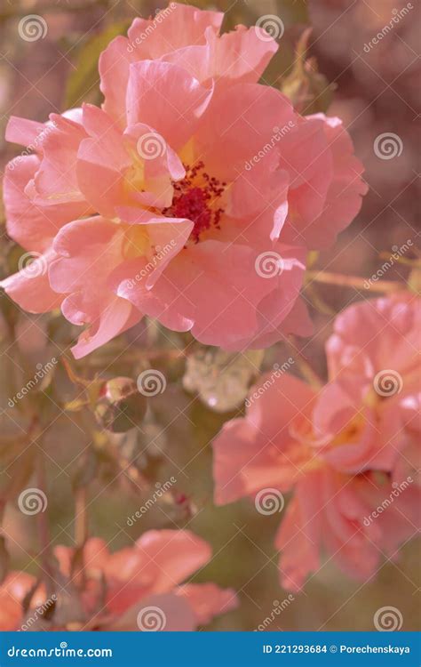 Pink Flower Aesthetic Wallpaper. Summer Time, Bloom, Romantic Concept Stock Photo - Image of ...