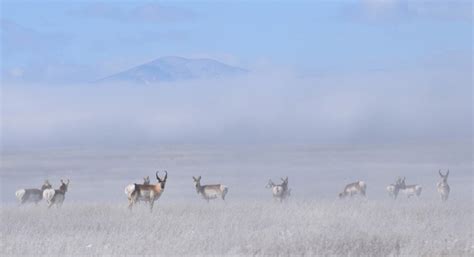 Hunting Pronghorn on Colorado’s Eastern Plains - Colorado Outdoors Online