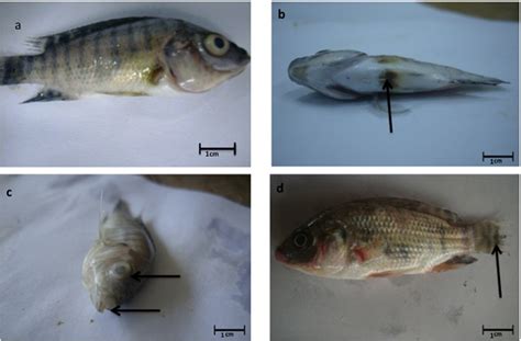 Molecular Identification of Multiple Antibiotic Resistant Fish Pathogenic Enterococcus faecalis ...