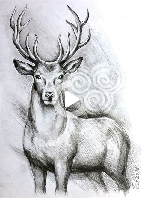 ORIGINAL deer art, stag pencil drawing, graphite ,home decor, illustration, animal art, gift ...