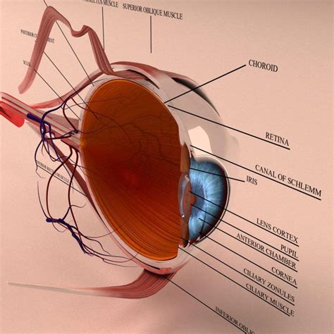 Human Eye Anatomy 3D Model Cross Section with all Eye parts Ready for Renderings, 3D Printings ...