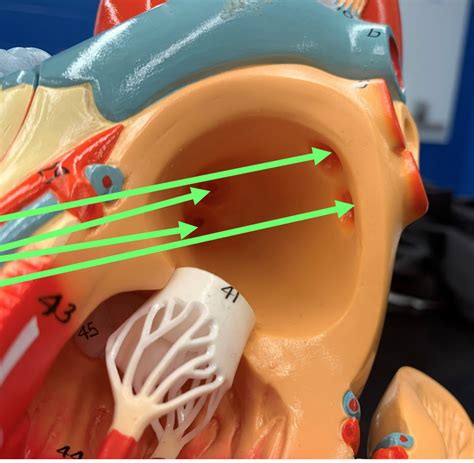 Cardiac Anatomy (Internal Left Atrium) Diagram | Quizlet