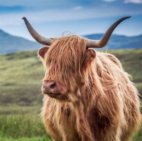 THINGS YOU DIDN’T KNOW ABOUT HIGHLAND COWS - Heartbox