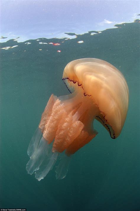 Thousands of giant jellyfish are massing off beaches of south-west Britain | Daily Mail Online