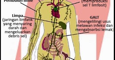 Ubaedy Rachmat: BIOLOGI "PEREDARAN GETAH BENING"