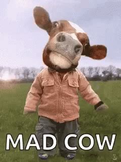 How Now Brown Cow Gif