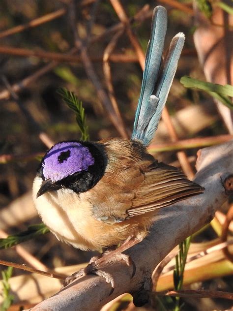 Purple-crowned Fairy-wren (Malurus coronatus)